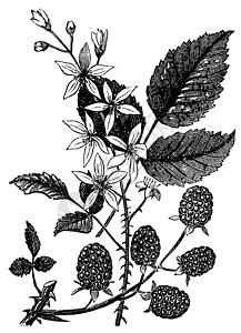 黑莓或悬钩子插图绘画艺术品植物药品雕刻树叶荆棘艺术绒毛图片
