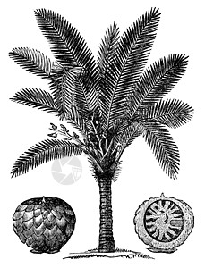 西米棕榈或复古雕刻植物学草图古董绘画增稠剂植物群单果棕榈淀粉蚀刻图片