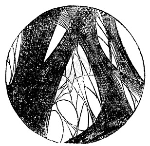 腐化纤维性纤维树老旧雕刻科学生物古董解剖学草图艺术组织学绘画插图微生物学图片