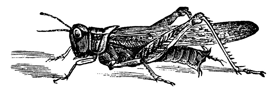 洛基山Locust或Melanoplus的古典雕刻动物灭绝动物群艺术动物学插图古董艺术品昆虫蚀刻图片