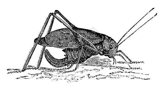 长方形翅螽斯或复古 engr生物草图动物群蚀刻雕刻翅目动物学长叶野生动物动物图片