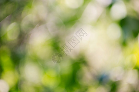 绿色背景水平太阳镜片圆圈白色季节阳光森林叶子植物图片