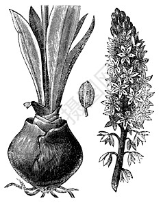 海螺Urgineascillamaritima 古代雕刻海贼艺术草本植物古董海鞘艺术品插图植物学白色荒野图片