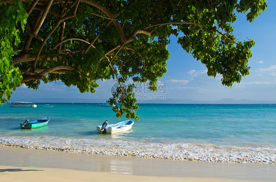 海滩沙滩海岸椰子太阳海浪热带棕榈阳光植物晴天海景图片