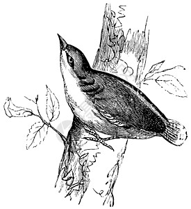 欧亚Nuthatch或古代雕刻羽毛动物群生物学移民野生动物绘画草图艺术品古董动物图片