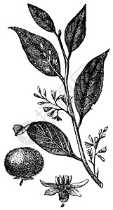 或口香糖Benjamin树 古老的雕刻植物学植物蚀刻艺术插图艺术品绘画叶子白色古董图片