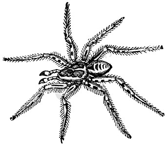 Tarantula 减到其饱和度的三分之一图片