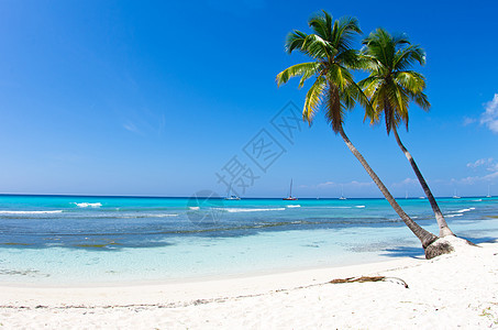 海滨海滩蓝色椰子热带棕榈旅游晴天阳光海浪风景太阳图片