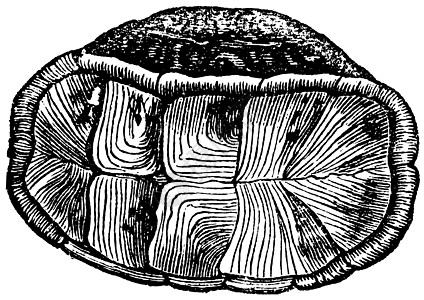 盒状乌龟壳 古代雕刻图片