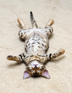 小猫睡觉猫科条纹纯种猫宠物动物猫咪家畜背景图片