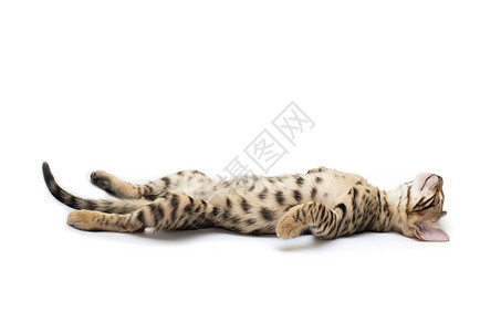 小猫睡觉纯种猫宠物条纹猫科动物猫咪家畜图片