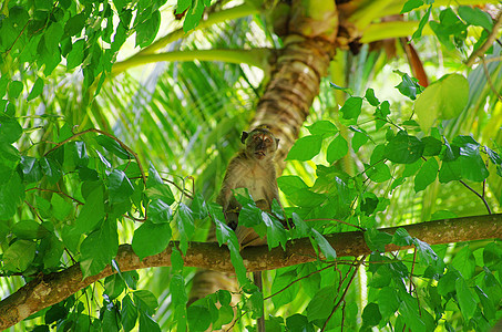 猴子猴森林灵长类荒野哺乳动物异国情调热带动物群绿色尾巴图片
