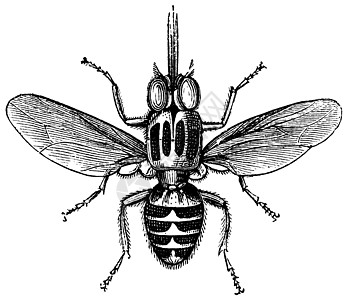 Tsetse Fly 或古代雕刻图片