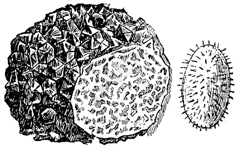 Truffle 或 Tuber 螺纹 古代雕刻图片