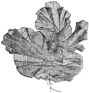 Aonori或古代雕刻图片