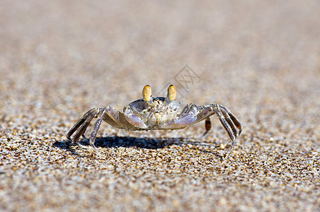 螃蟹海洋沿海栖息地环境甲壳海滩动物生态警报海岸图片