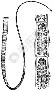 猪排虫或泰尼亚 旧式雕刻猪肉扁虫叶绿素动物学绘画动物群感染头节笨蛋艺术图片