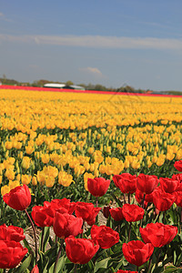 字段上的黄色和红色郁金香概念阳光宏观季节性场地绿色花束生长灯泡植物群图片