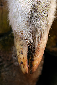 羊蹄农场指甲动物群哺乳动物羊肉图片