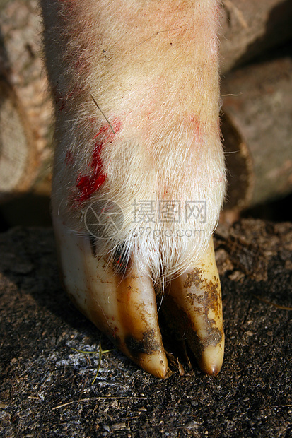 羊蹄指甲羊肉哺乳动物动物群农场图片