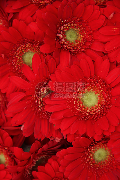 只是红色的马鞭草植物花束植物群团体绿色花朵植物学花店花瓣图片