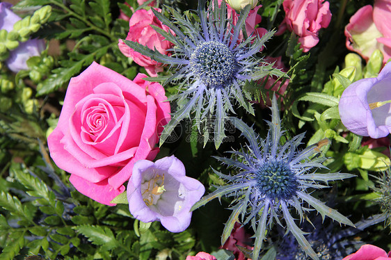 蓝色 紫色和粉红色的花朵安排图片