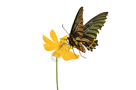 蝴蝶君主昆虫漏洞植物翅膀热带图片