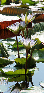 池塘里有水百合园艺热带季节植物植物群美丽荒野环境花瓣公园图片