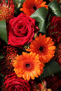 橙和红色花束花瓣植物群花朵玫瑰绿色花店植物学植物图片