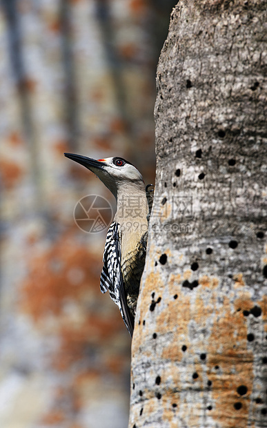 西印度 Woodpecker梅拉内斯超级仙人鱼林地蓝色热带啄木鸟生物学木头阳光翅膀黑蛛荒野图片