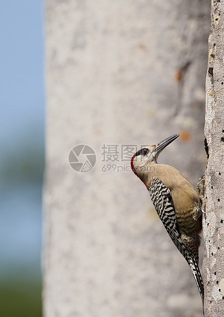 西印度 Woodpecker梅拉内斯超级仙人鱼阳光黑蛛便便荒野林地翅膀黑猩猩天空羽毛野生动物图片