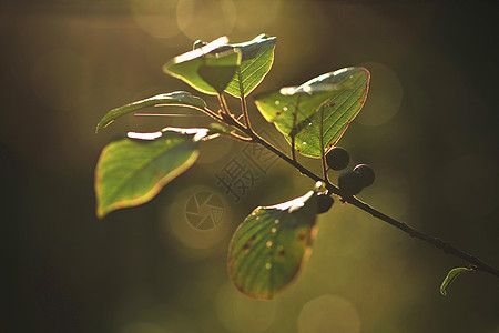 黑木灯光树叶活力花束季节水果生长叶子食物衬套植物图片