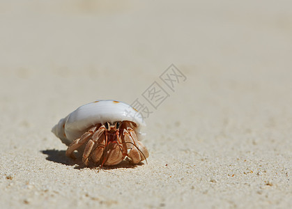 在海滩上 爱尔米特螃蟹贝类野生动物甲壳海岸线热带白色旅行假期荒野海洋图片