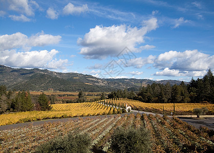 纳帕河谷栽培葡萄场地农村地区酒厂生长绿色纳帕天空图片
