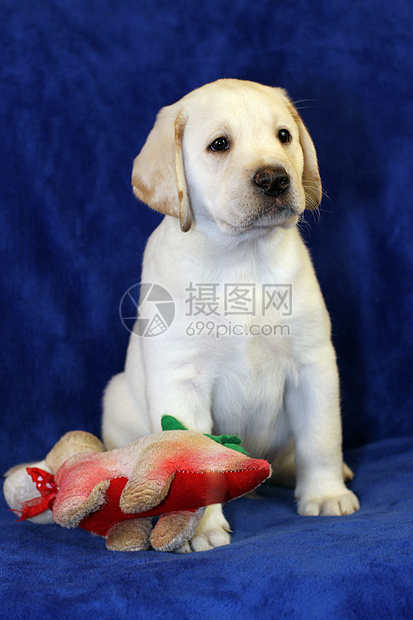 带玩具的黄黄色拉布拉多小狗猎犬蓝色幸福朋友绿色喜悦黑色孩子爪子宠物图片