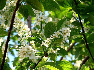 鸟樱花花绿色花朵花园花瓣白色图片