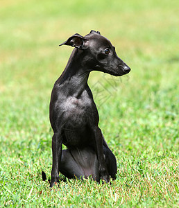 黑小黑狗小狗宠物衣领黑色犬类背景图片