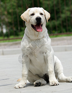 黄黄色拉布拉多小狗森林公园黑色太阳宠物猎犬喜悦绿色朋友黄色图片