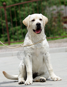 黄黄色拉布拉多小狗宠物太阳公园猎犬喜悦孩子幸福黄色黑色朋友图片