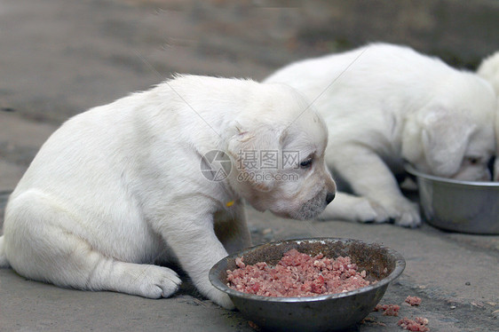 黄拉布拉多小狗饮食孩子黄色绿色幸福公园朋友猎犬宠物森林太阳图片