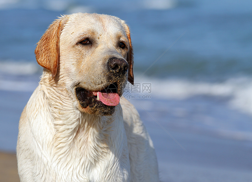 仰望海洋的黄黄色拉布拉多猎犬宠物晴天朋友白色海滨黄色天空太阳波浪图片