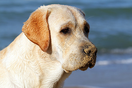 仰望海洋的黄黄色拉布拉多宠物波浪天空猎犬黄色海滨朋友幸福太阳晴天图片