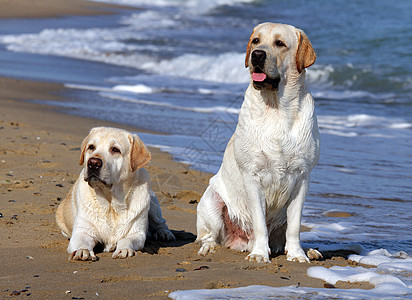 两只黄色的拉布拉多 看着大海晴天猎犬宠物波浪太阳幸福海滨白色天空朋友图片