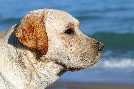 仰望海洋的黄黄色拉布拉多天空黄色白色晴天海滨幸福太阳波浪朋友猎犬图片