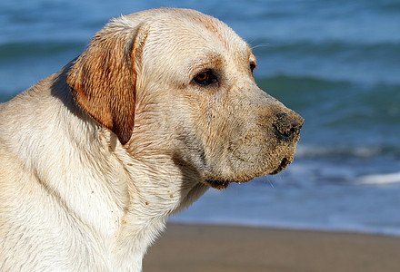 仰望海洋的黄黄色拉布拉多海滨猎犬黄色幸福白色晴天太阳波浪宠物朋友图片