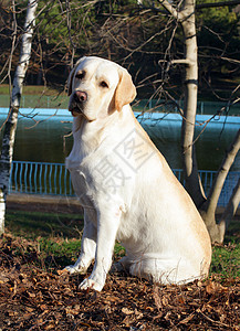 秋天画像中的黄色拉布拉多公园孩子太阳猎犬树叶朋友小狗宠物喜悦图片