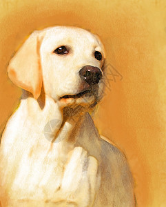 黄色的拉布拉多石油肖像绘画动物小狗友谊猎犬家庭宠物朋友冒充写意图片