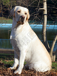 秋天画像中的黄色拉布拉多幸福公园宠物喜悦猎犬朋友孩子太阳小狗森林图片