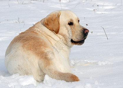 冬季画像中的黄色拉布拉多天空宠物朋友公园跑步幸福白色猎犬森林晴天图片