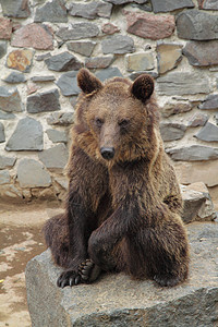 动物园的棕熊力量野生动物公园黑色动物棕色哺乳动物捕食者爪子毛皮图片